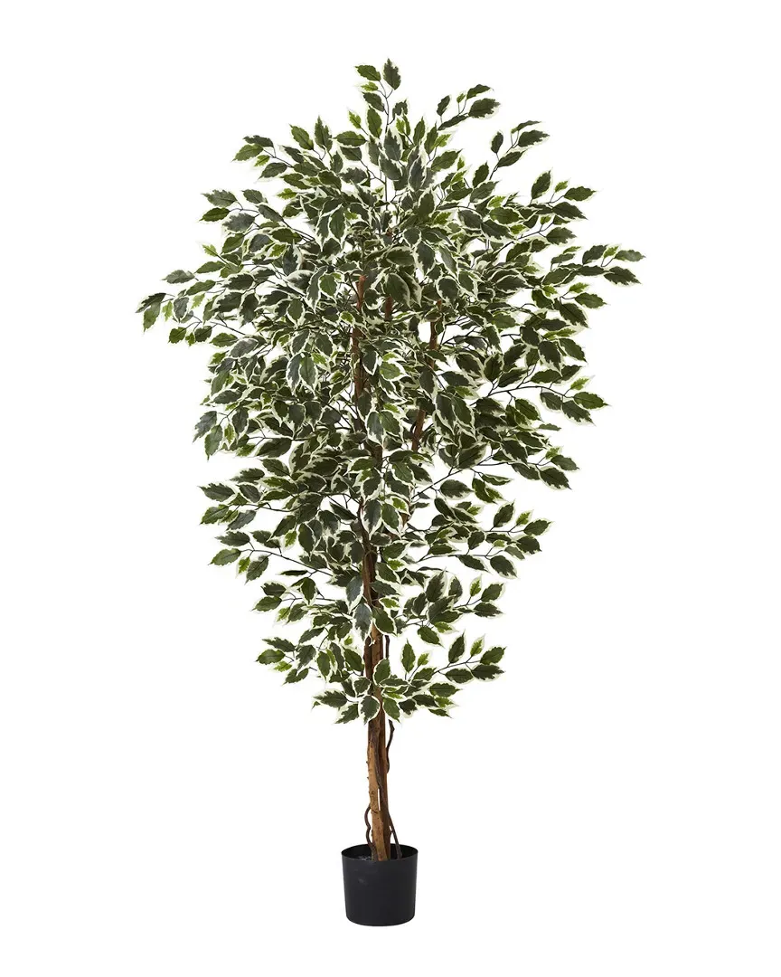 6ft Hawaiian Ficus Tree