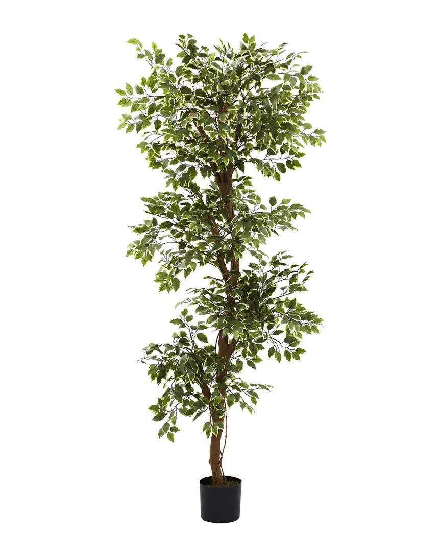 6ft Variegated Ficus Tree