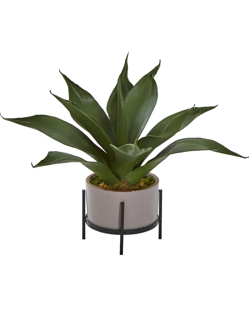 Agave Succulent in Decorative Planter - Green