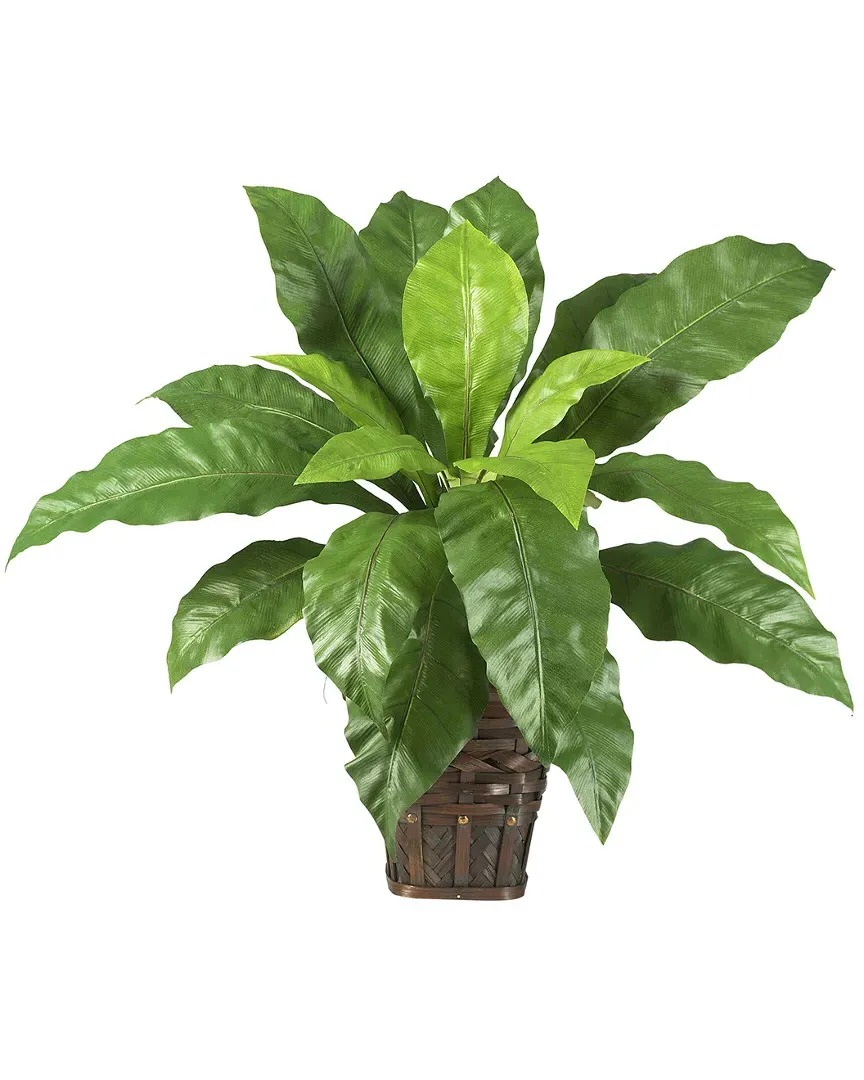 Birds Nest Fern with Wicker Basket - Green image