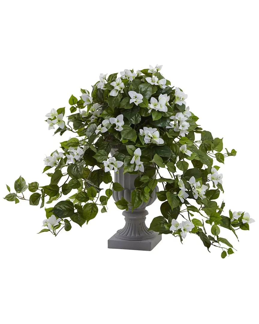 Bougainvillea Flowering Plant with Decorative Urn - White