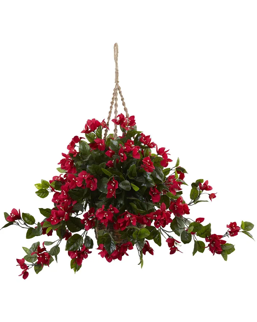 Bougainvillea Hanging Basket UV Resistant - Red