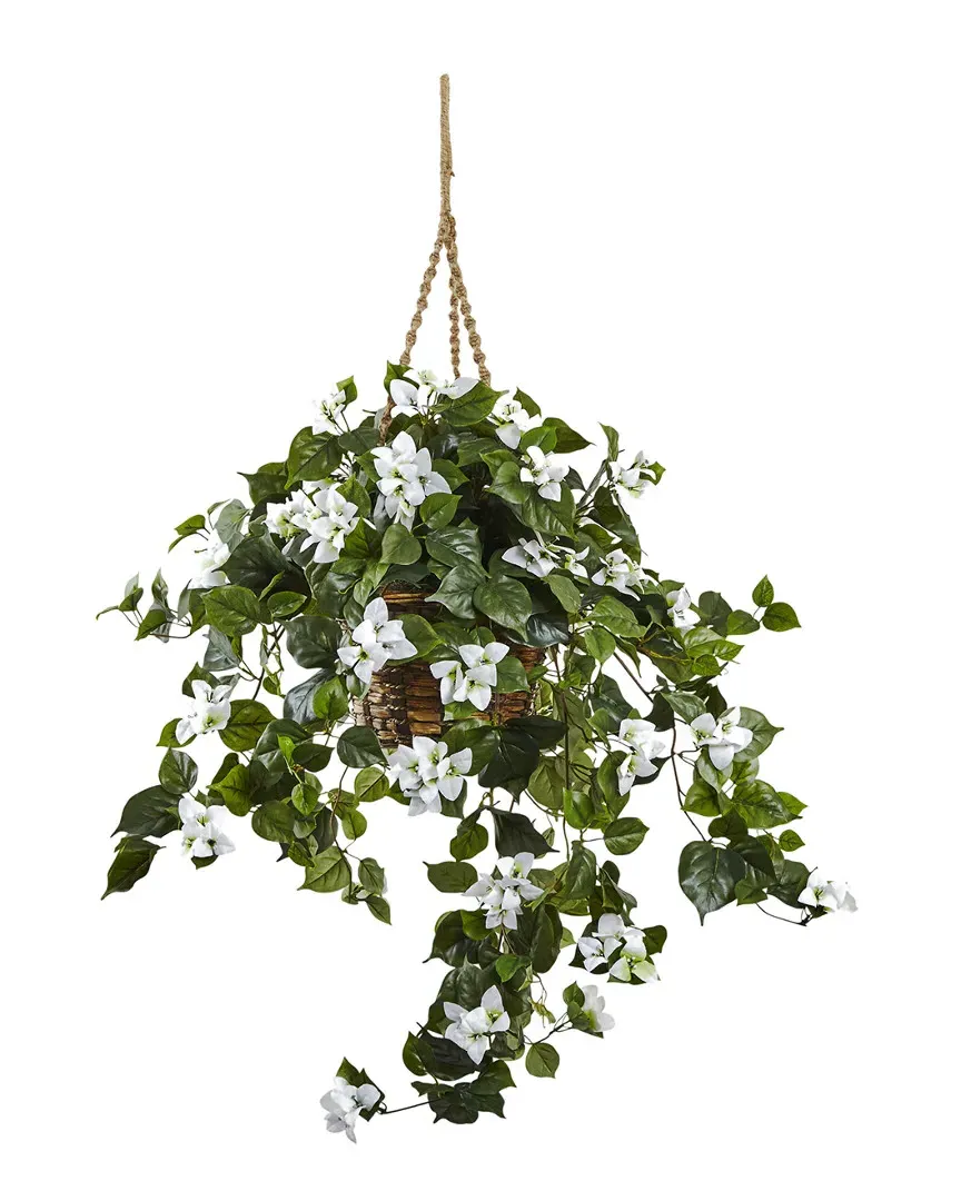Bougainvillea Hanging Basket - White