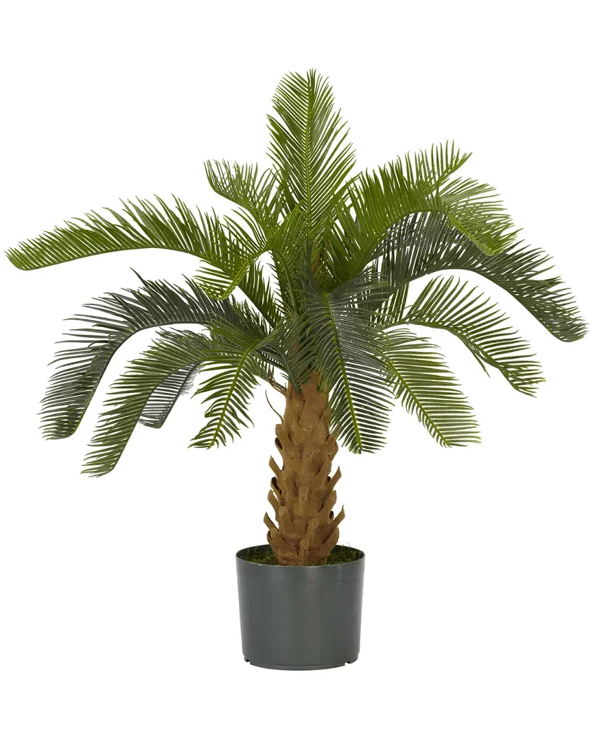 Cycas Silk Plant - Green image