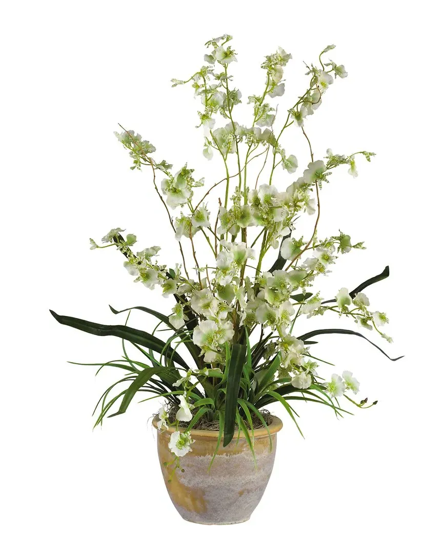 Dancing Lady Orchid Arrangement with Ceramic Pot - Green