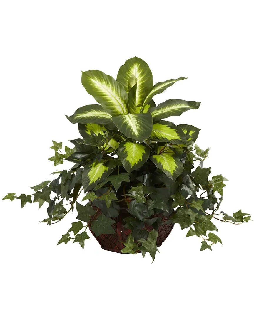 Dieffenbachia & Ivy with Decorative Planter - Green image