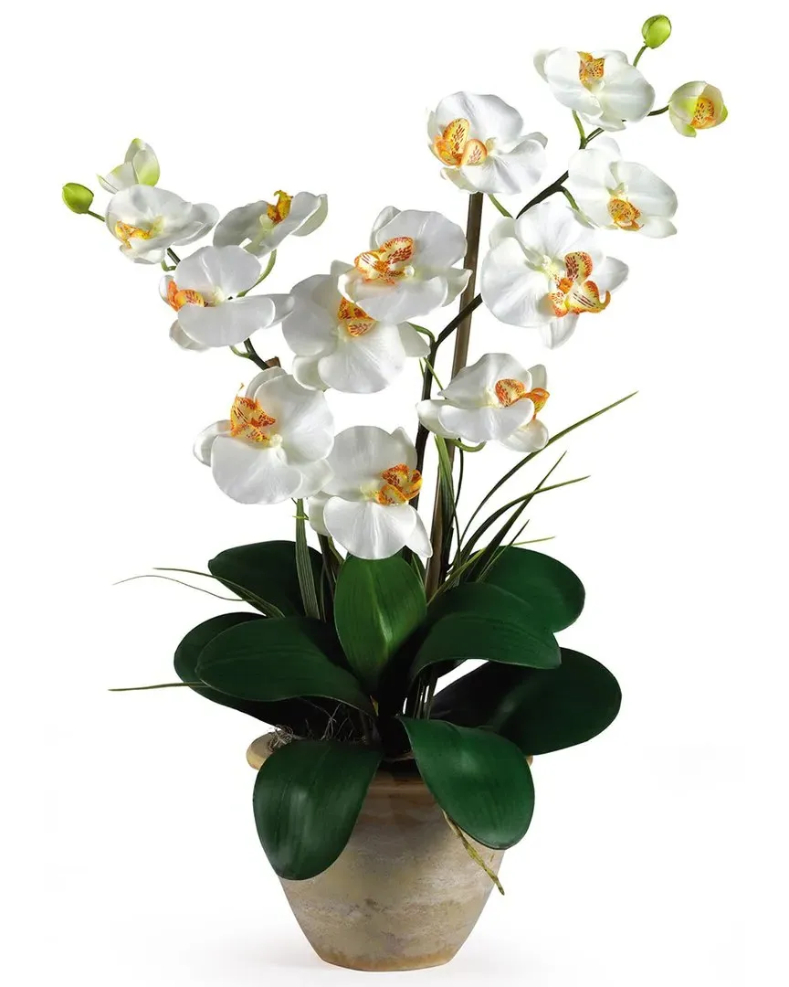 Double Phalaenopsis Silk Orchid Flower Arrangement - Cream image
