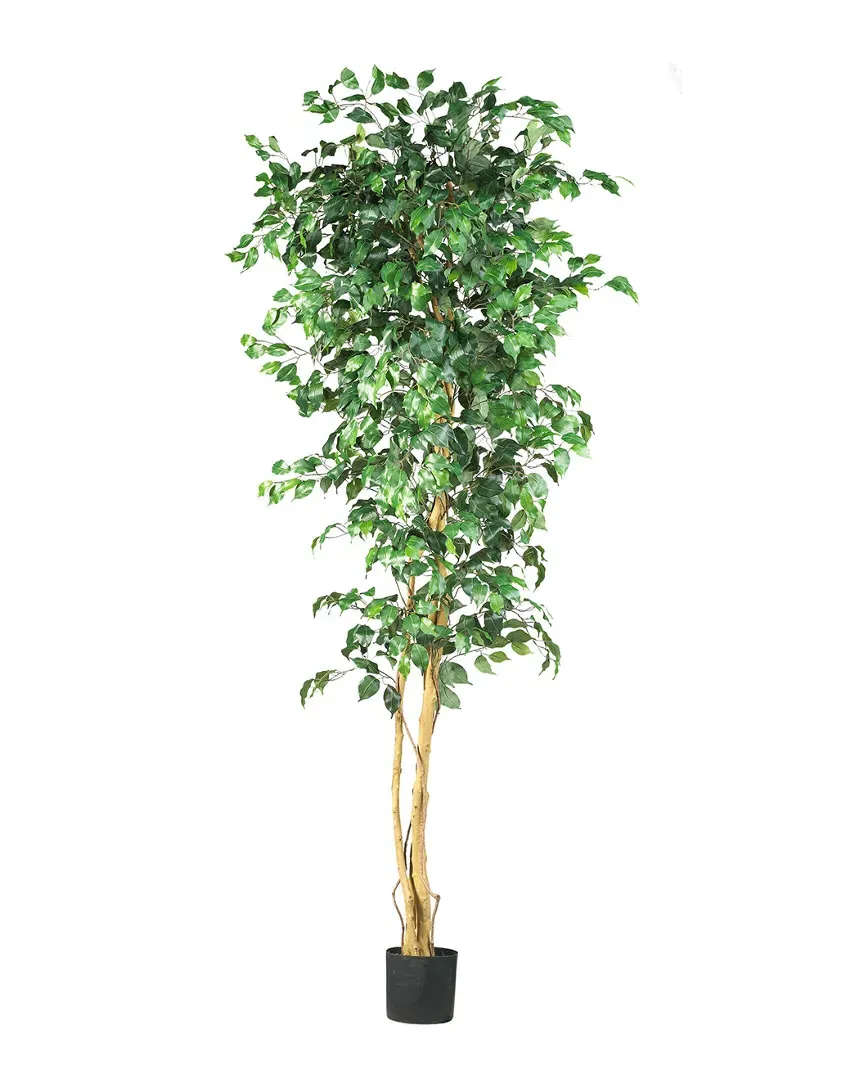Ficus Silk Tree - Green image
