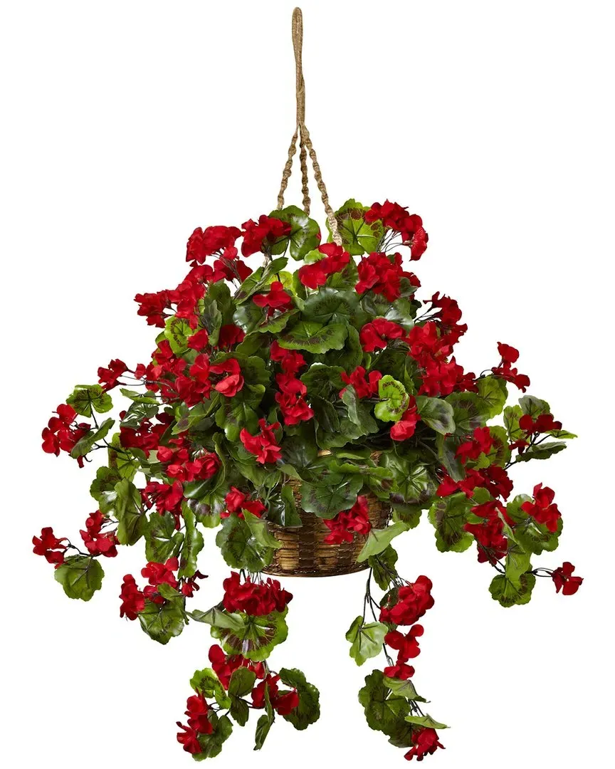 Geranium Hanging Basket UV Resistant - Red