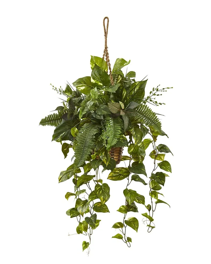 Mixed Pothos & Boston Fern in Hanging Basket - Green