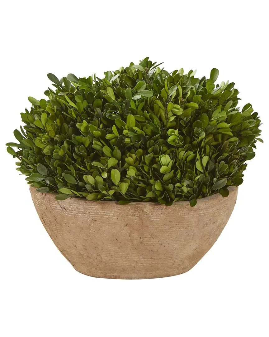Nearly Natural Boxwood Preserved Plant in Oval Planter - Green image