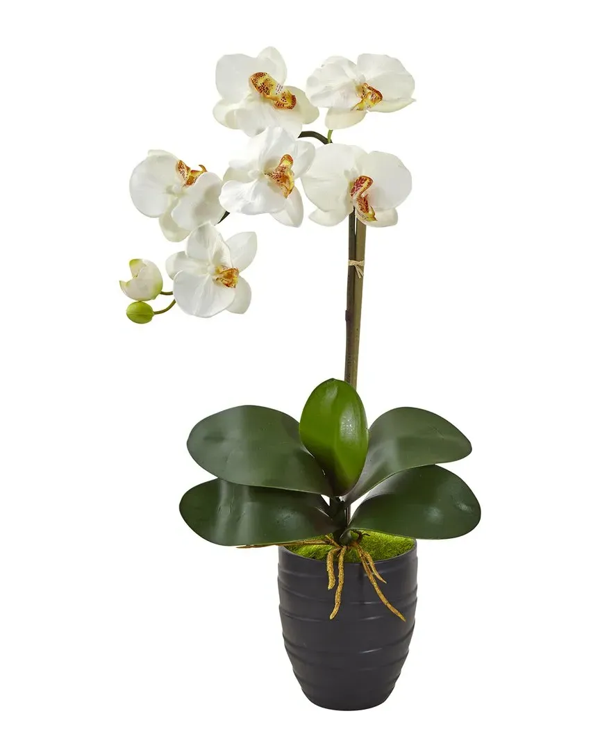 Phalaenopsis Orchid In Black Vase