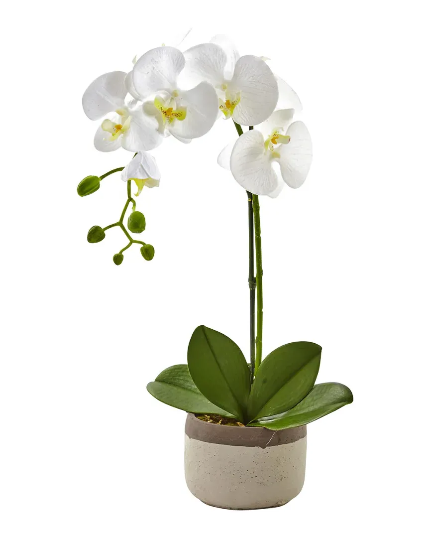 Phalaenopsis Orchid in Ceramic Pot - White image