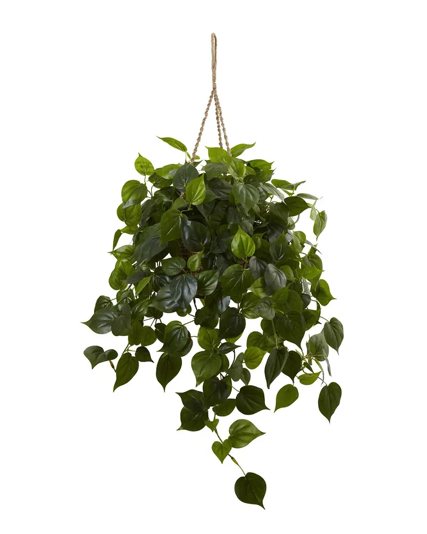 Philodendron Hanging Basket UV Resistant - Green image