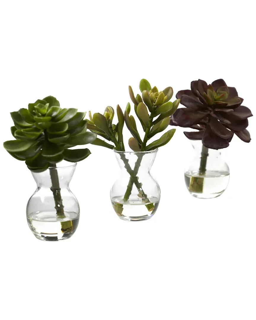 Set of 3 Succulent Arrangements - Green image