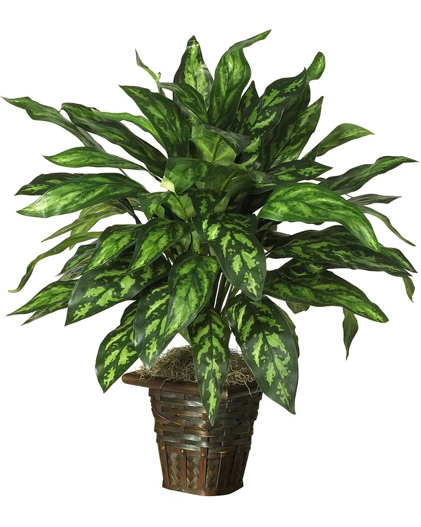 Silver King Plant image