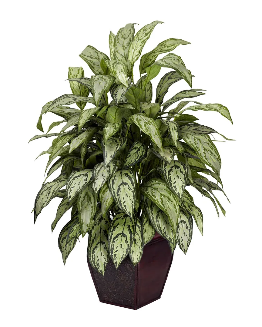 Silver Queen Plant with Planter