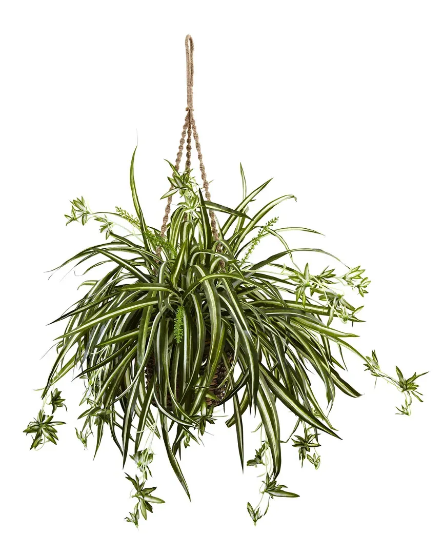 Spider Plant Hanging Basket - Green image