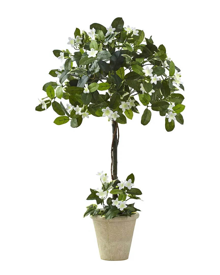 Stephanotis Topiary with Planter - Green image