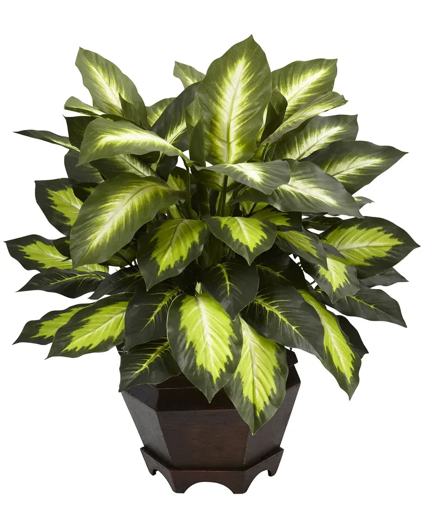 Triple Golden Dieffenbachia with Wood Vase - Green image