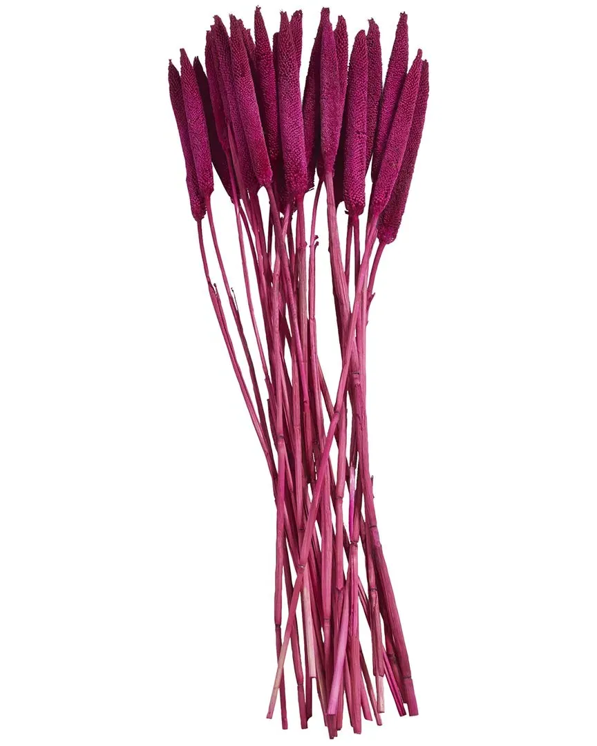 Bunny Tail Dried Plant Natural Foliage - Pink image