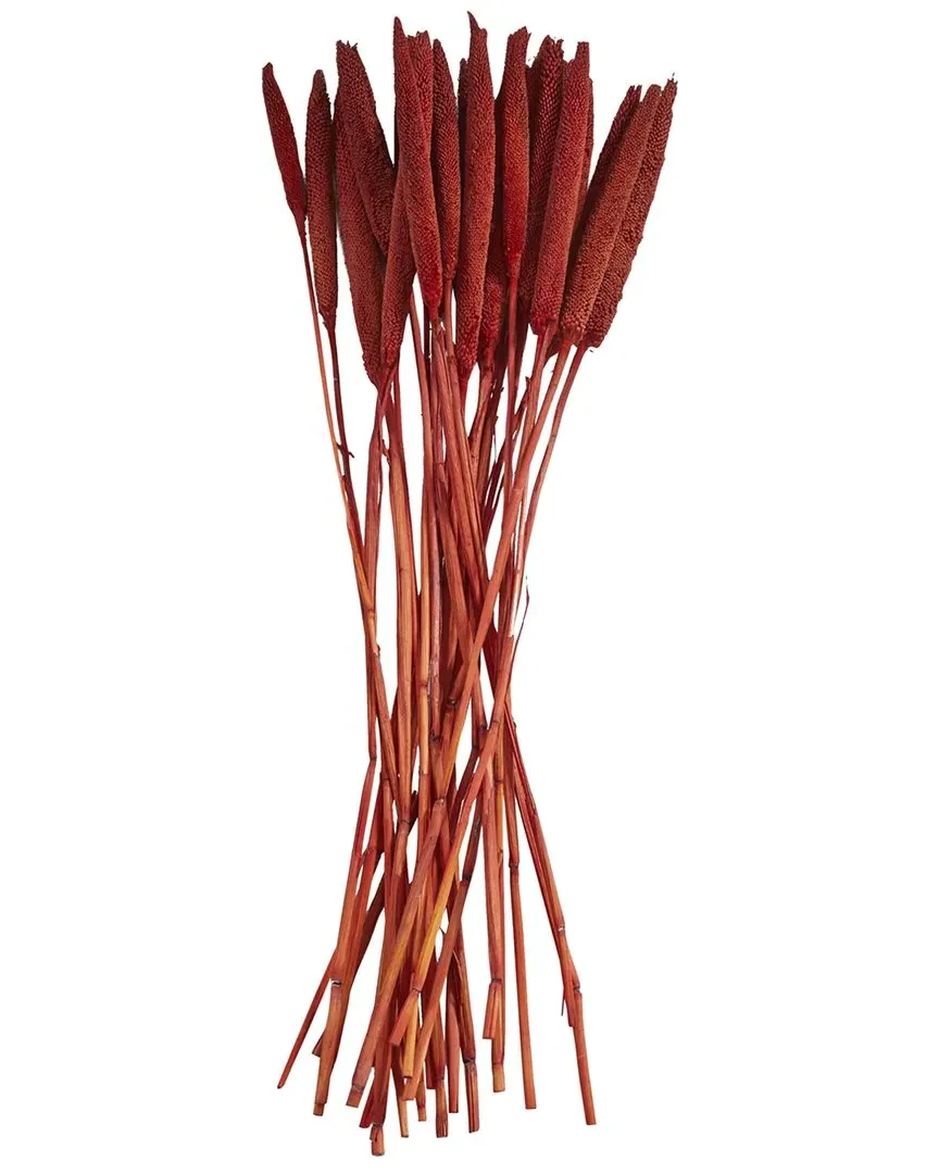 Bunny Tail Dried Plant Natural Foliage - Red