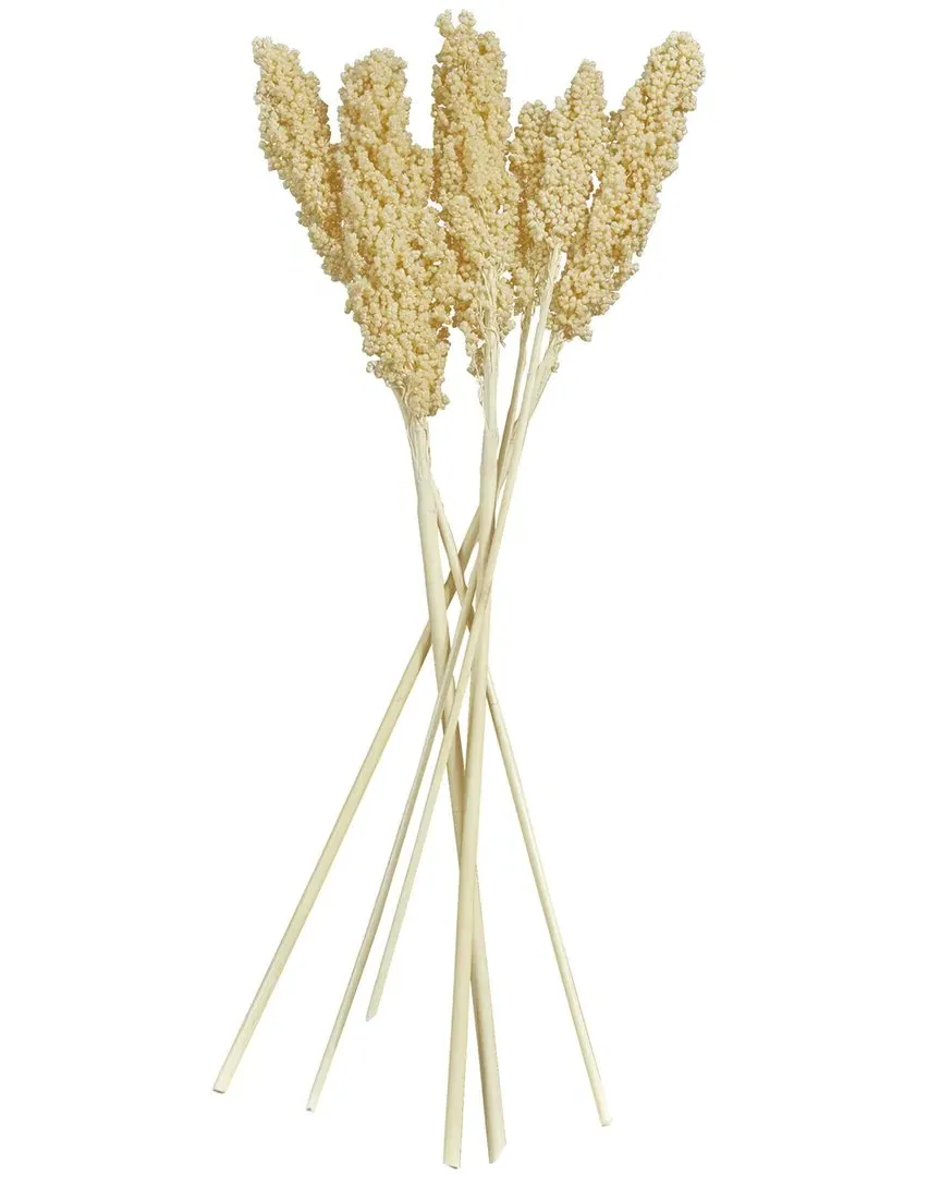 Corn Maze Dried Plant Natural Foliage with Long Stems - Cream image