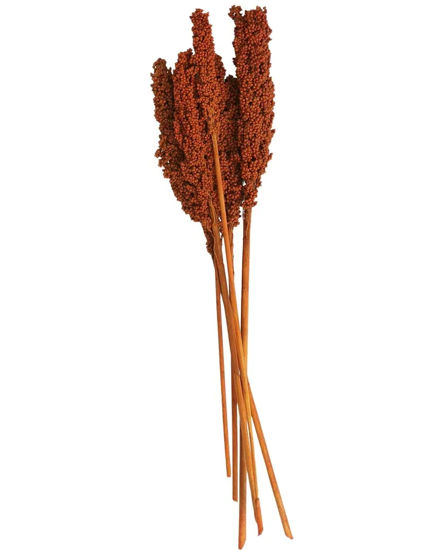 Corn Maze Dried Plant Natural Foliage with Long Stems - Orange