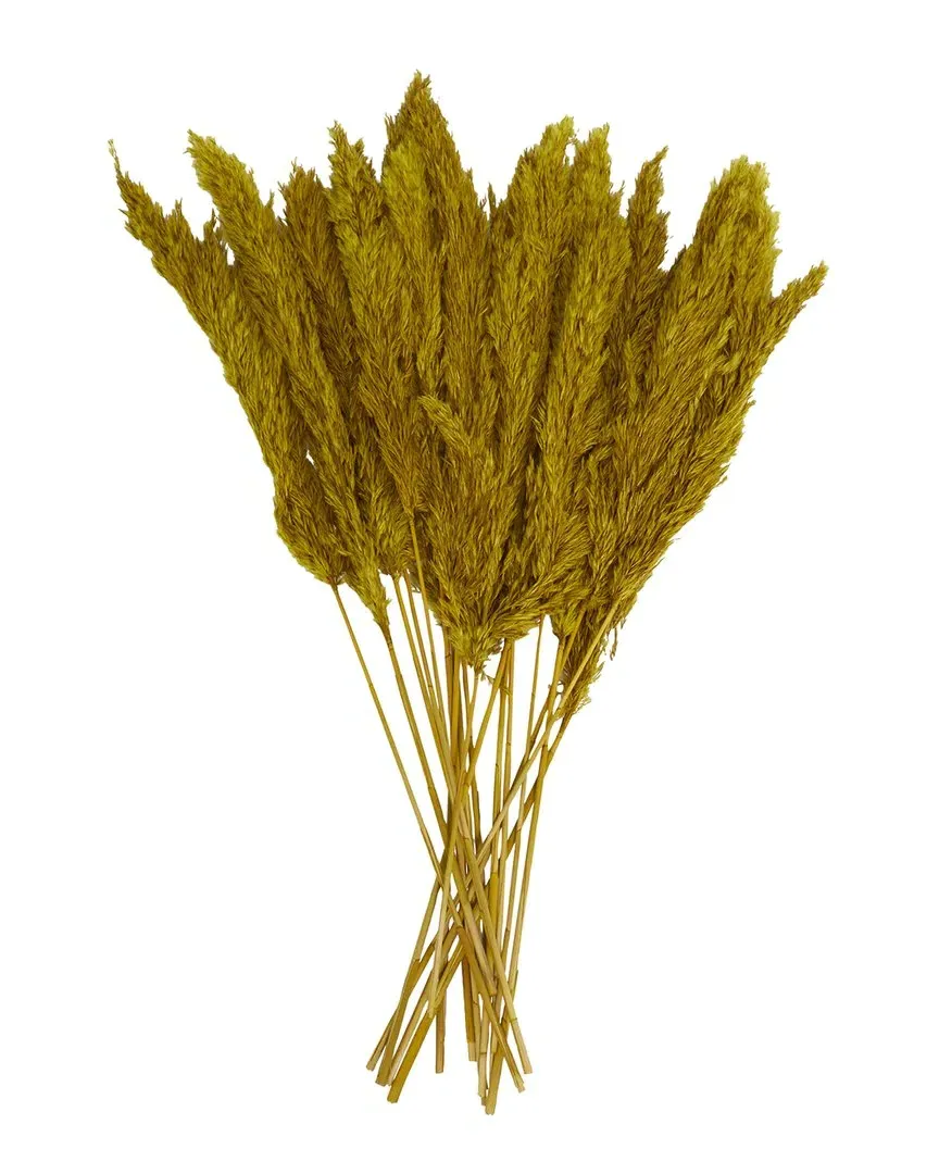 Pampas Dried Plant - Yellow image