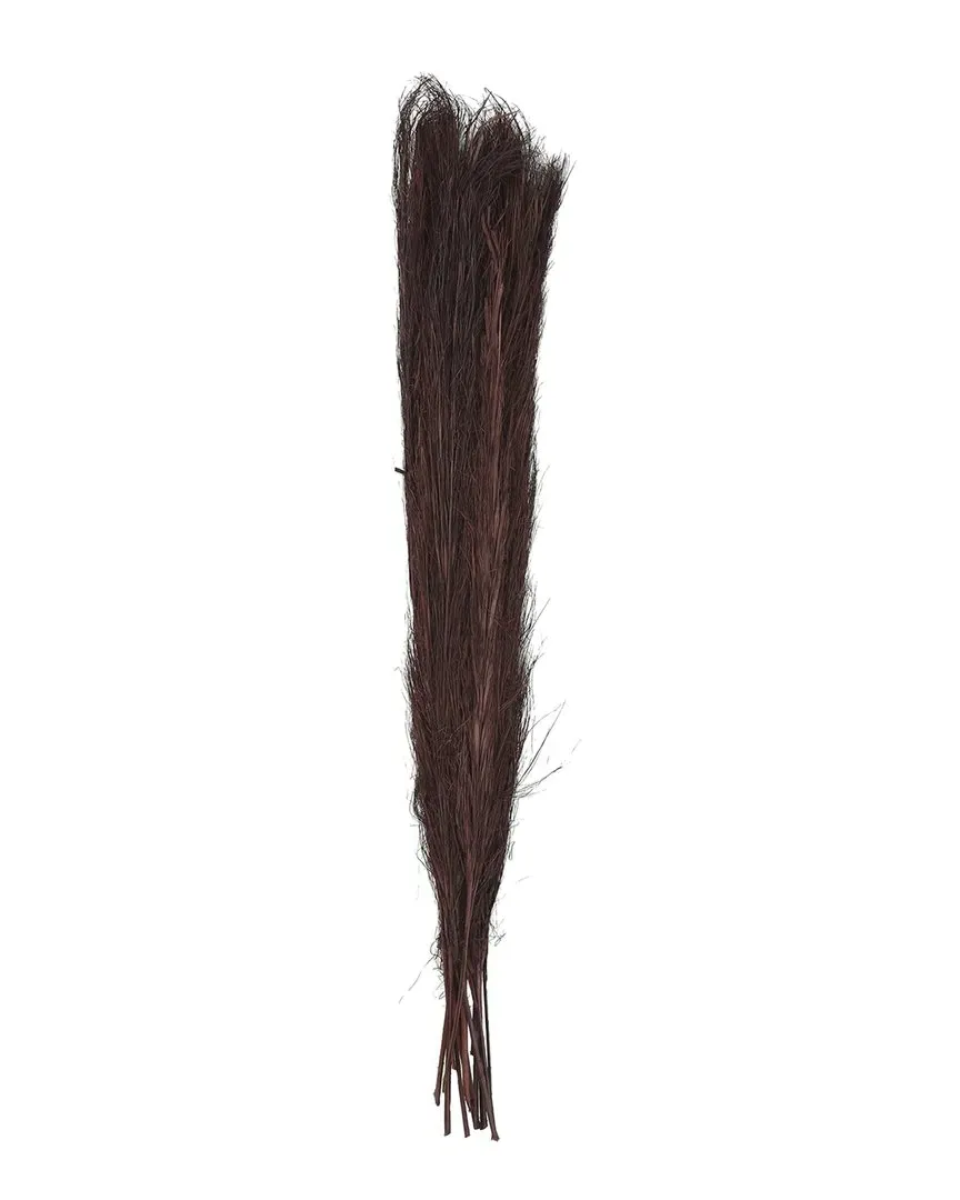 Pampas Grass Tall Dried Plant - Brown