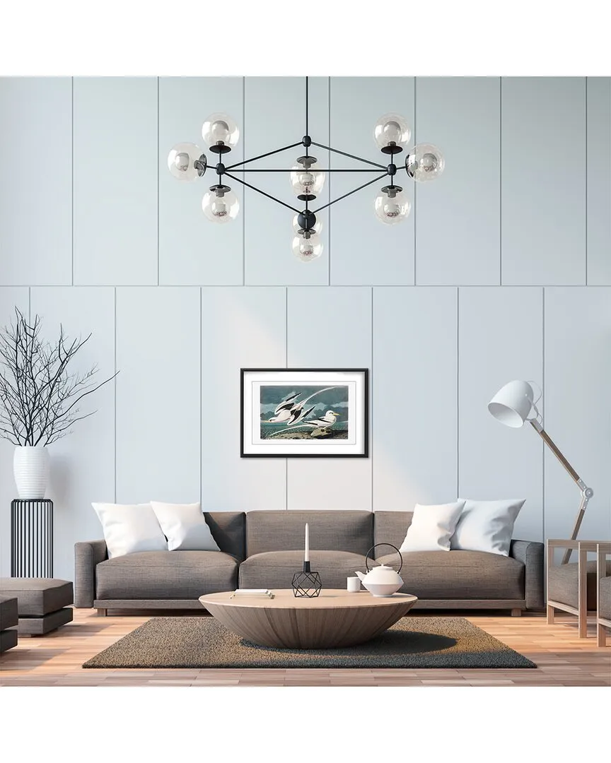 Tropic Bird Birds of America Audubon Wall Art - Black Frame