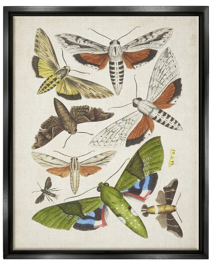 World Art Group Mixed Insects Moth Wall Art - Black Floating