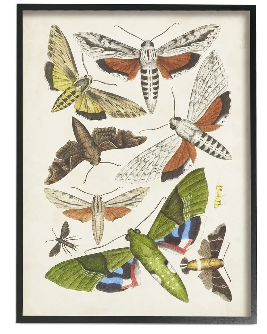 World Art Group Mixed Insects Moth Wall Art - Black Wood