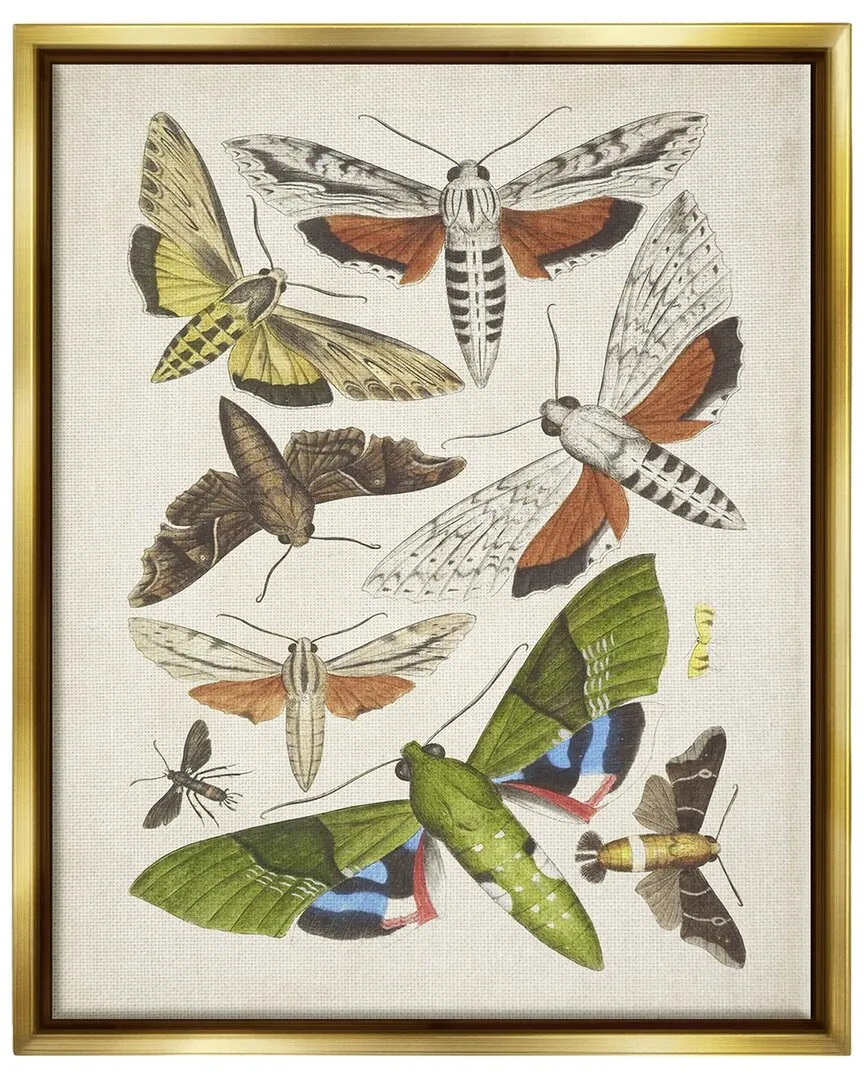 World Art Group Mixed Insects Moth Wall Art - Gold Floating