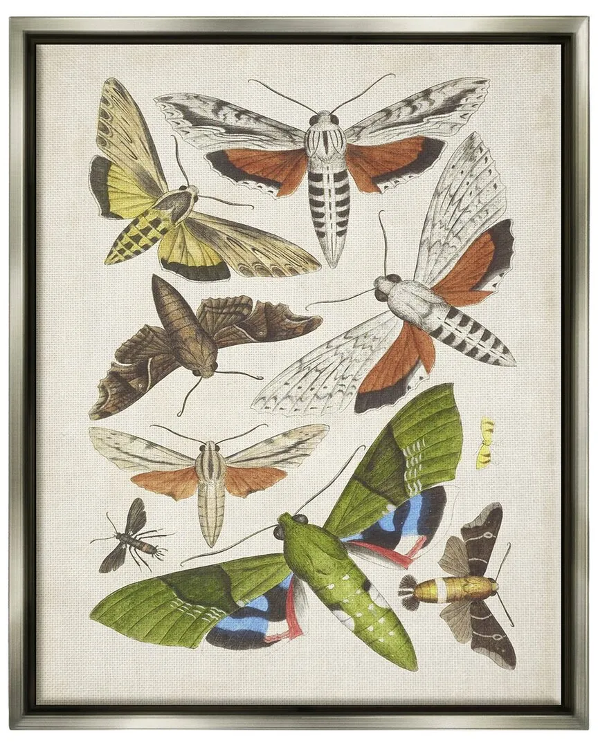 World Art Group Mixed Insects Moth Wall Art - Grey Floating
