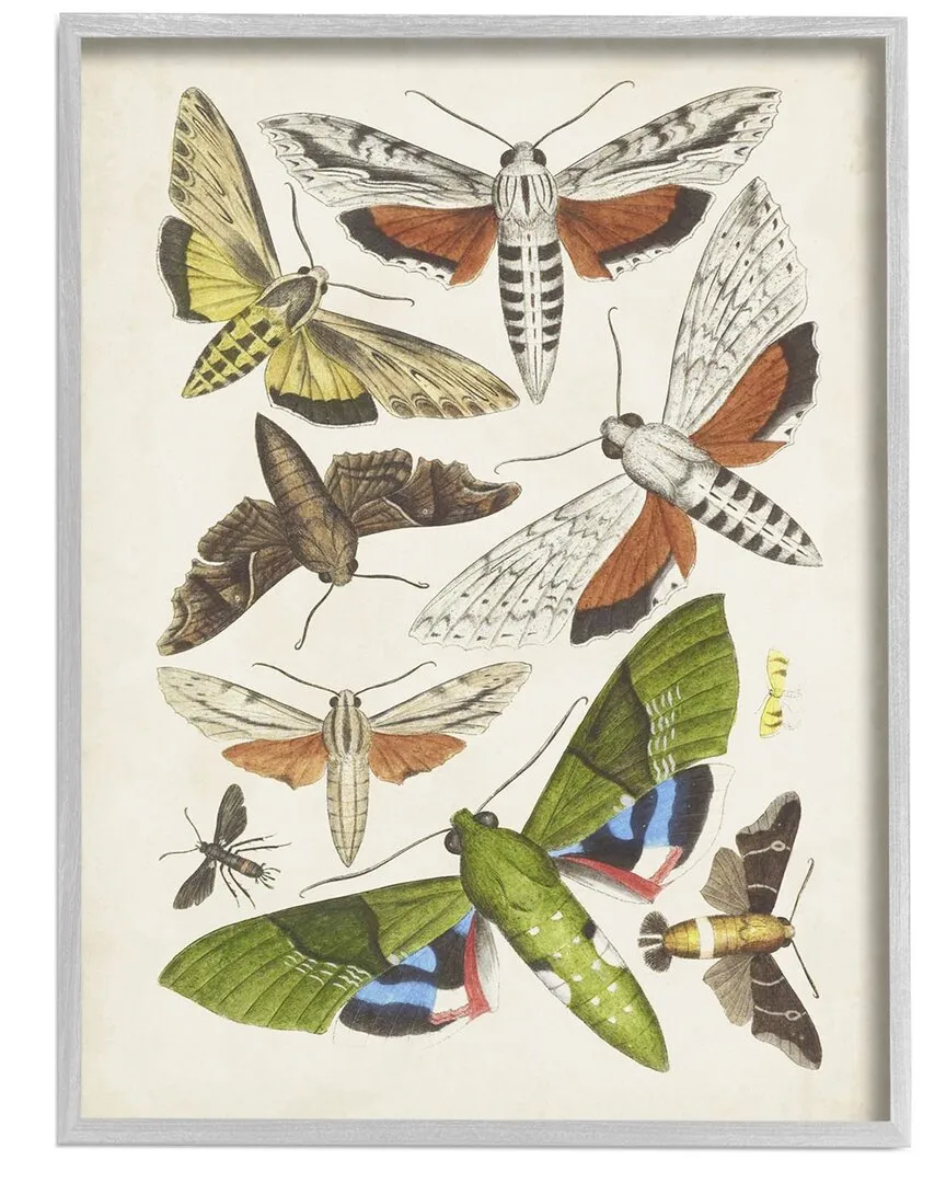 World Art Group Mixed Insects Moth Wall Art - Grey Wood image