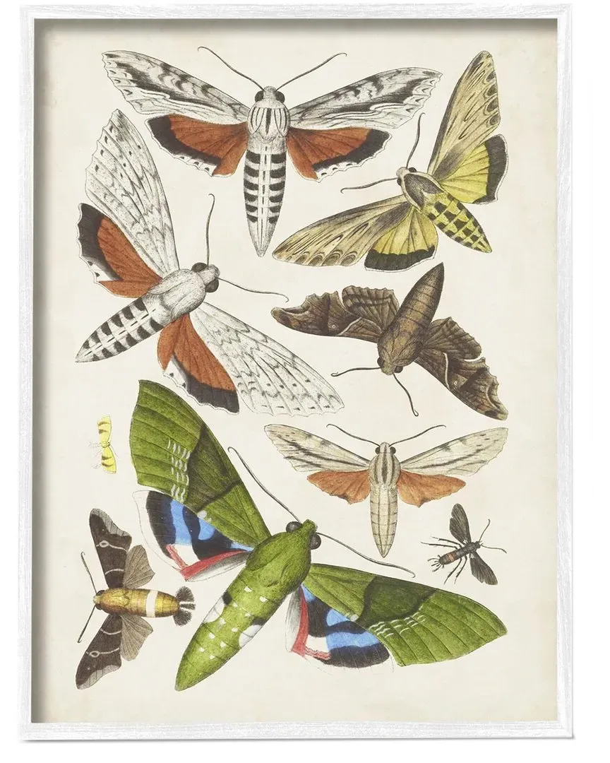 World Art Group Mixed Insects Moth Wall Art - White Wood