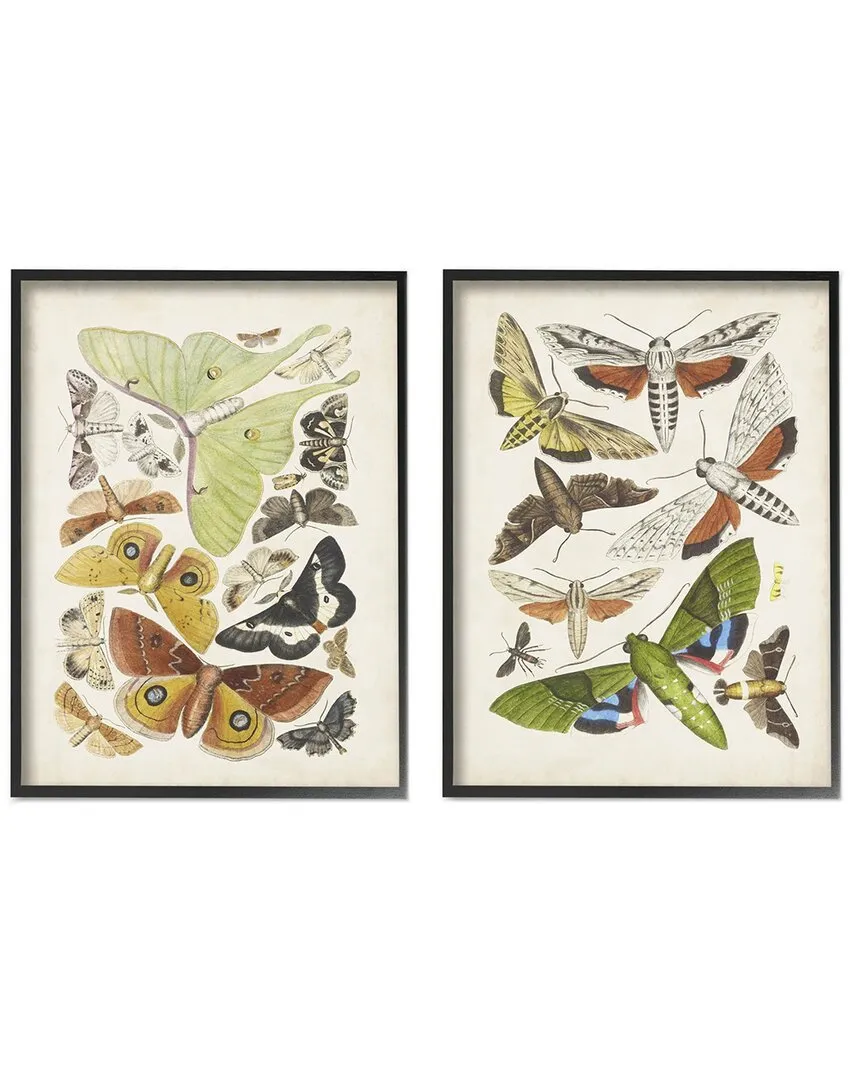 World Art Group Moths Latin Studies Wall Art - Black Wood image