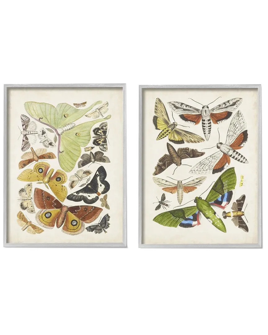 World Art Group Moths Latin Studies Wall Art - Gray Wood