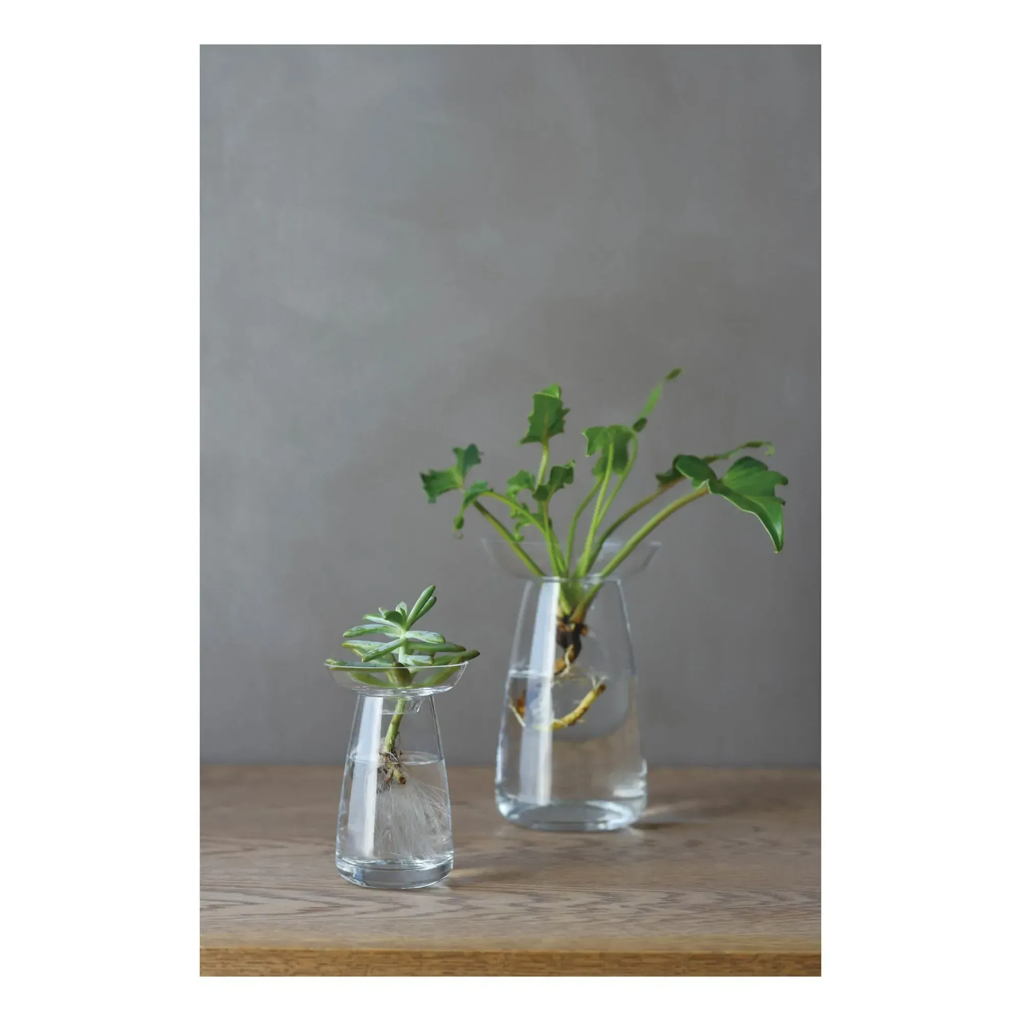 Aquaculture Glass Vase - Transparent alternate view