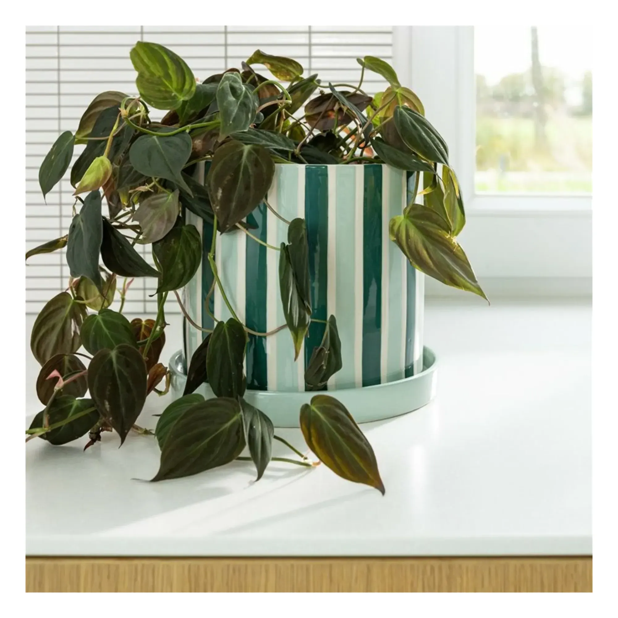 Clash Stripe Porcelain Planter with Tray - Green alternate view