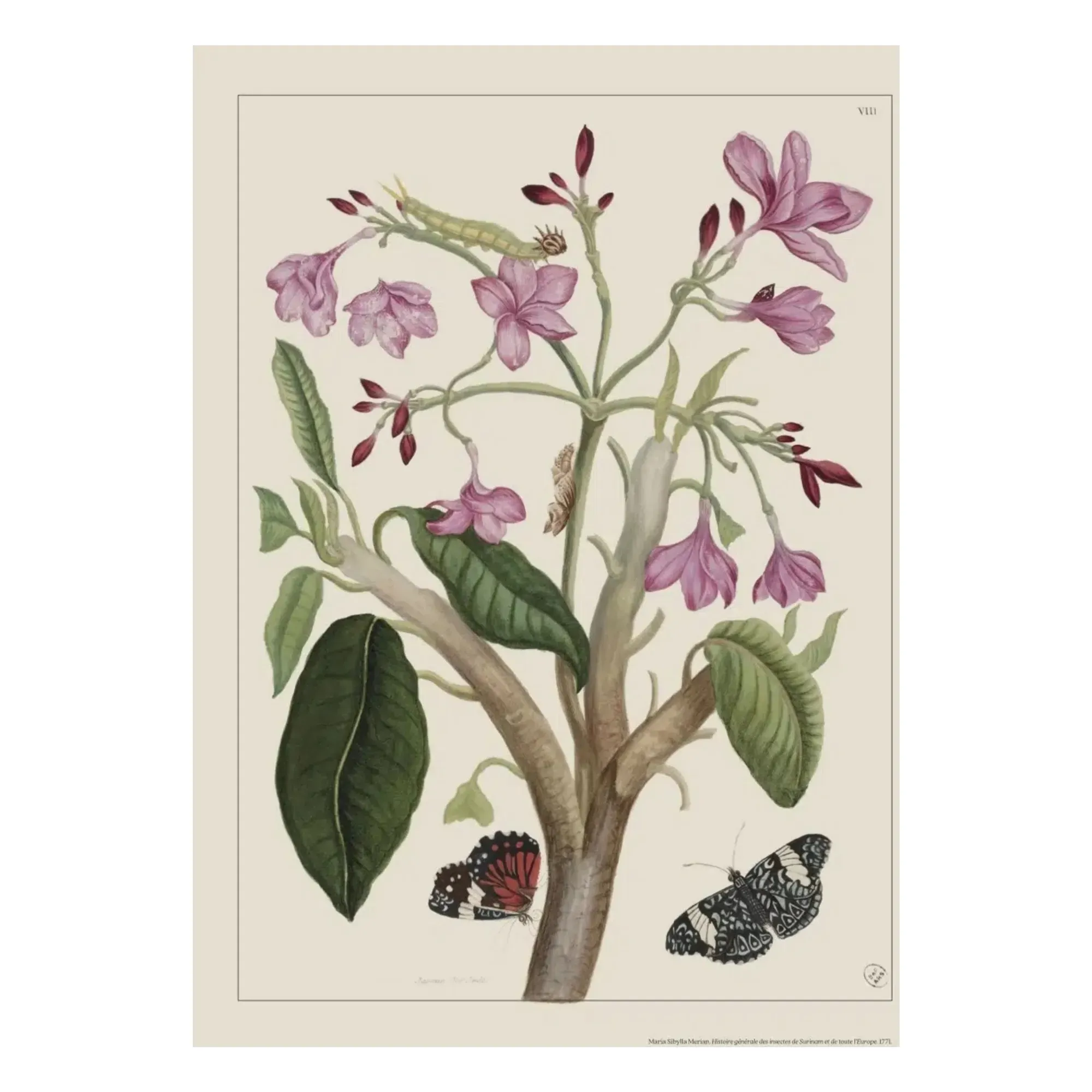 Indian Jasmine Poster - Multicoloured, Paper product