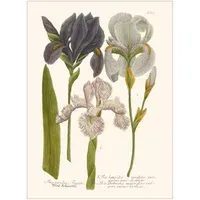Iris Garden Poster - Multicoloured, Cotton alternate view