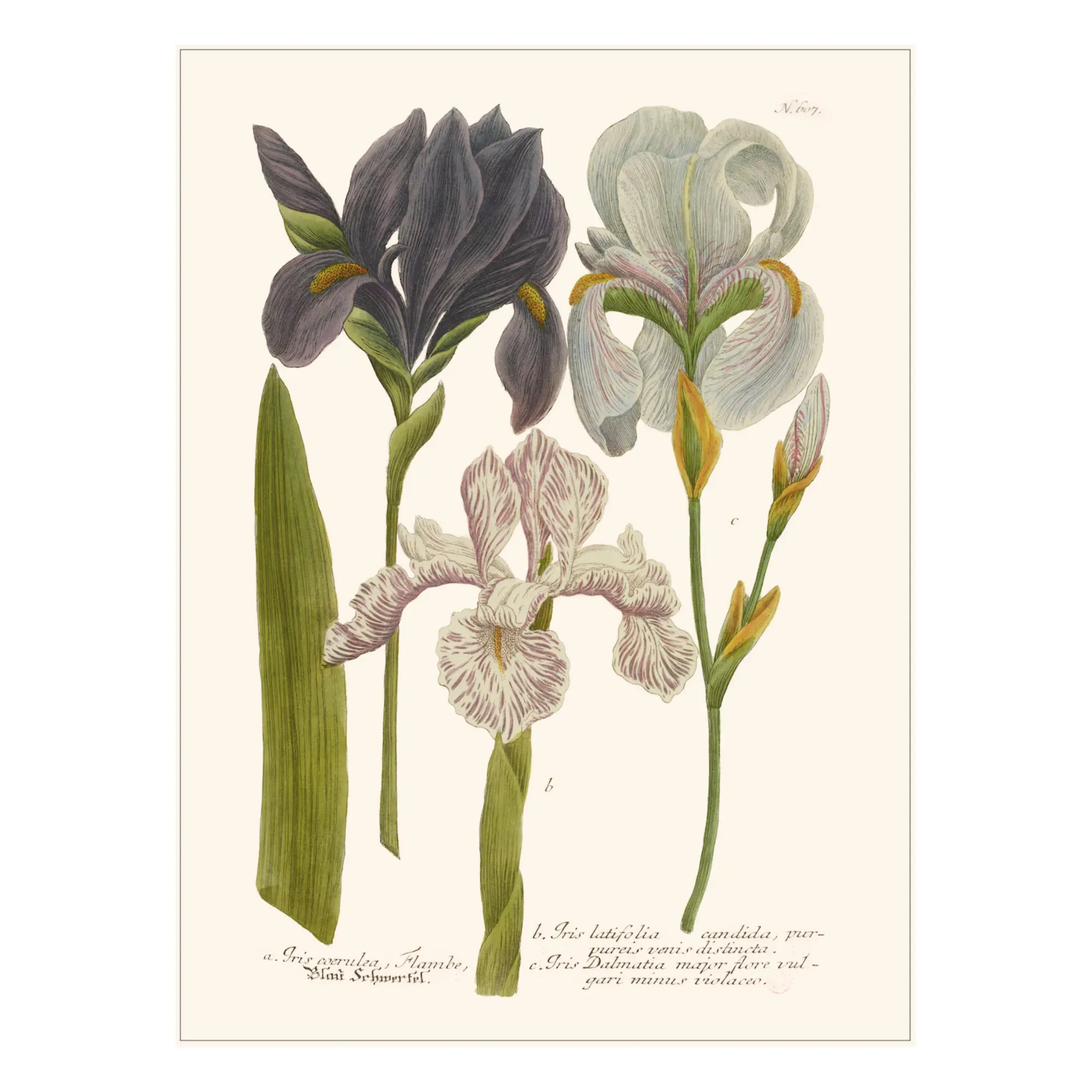 Iris Garden Poster - Multicoloured, Cotton product