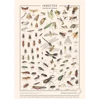 Larousse Insect Board - Multicoloured, Canvas alternate view