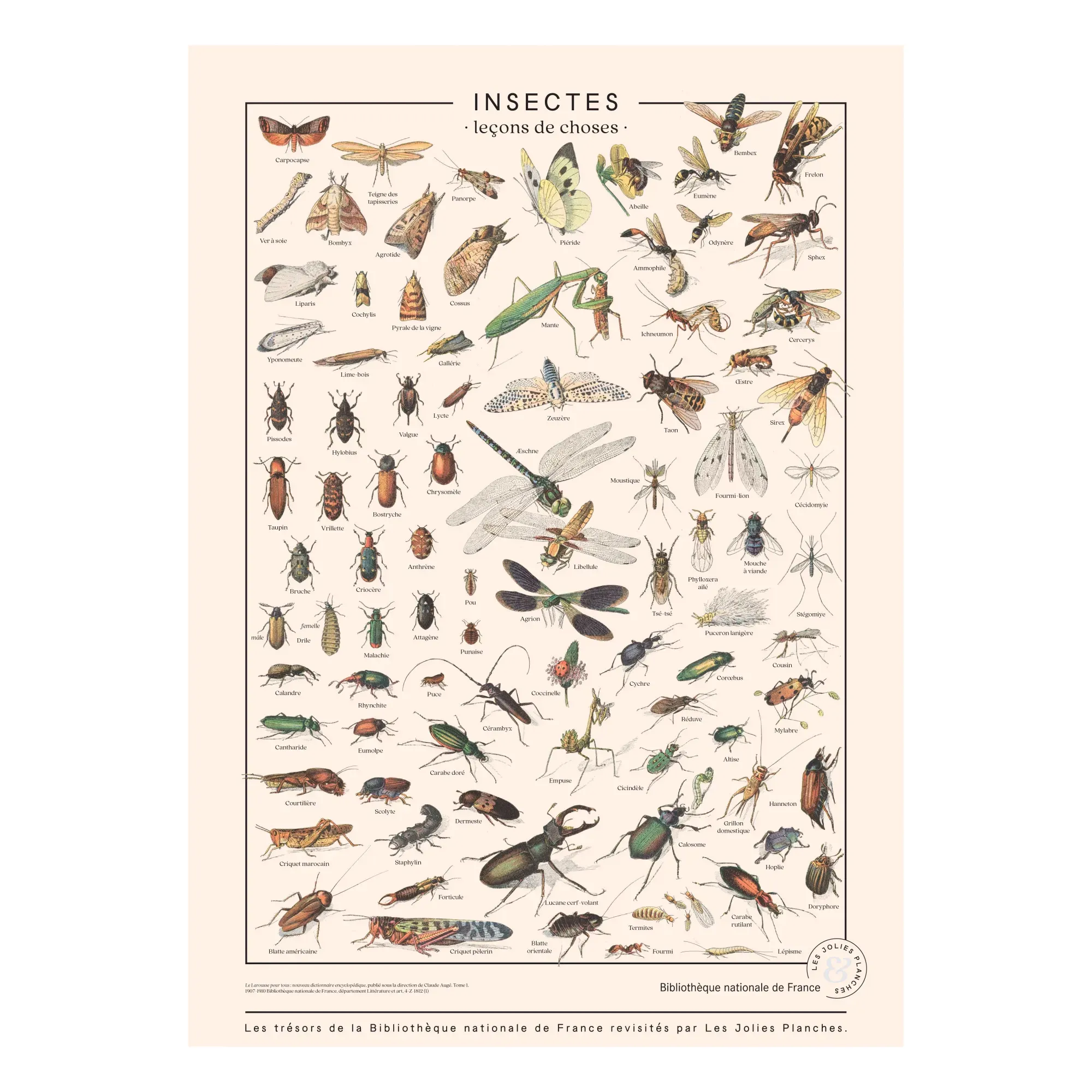 Larousse Insect Board - Multicoloured, Canvas product