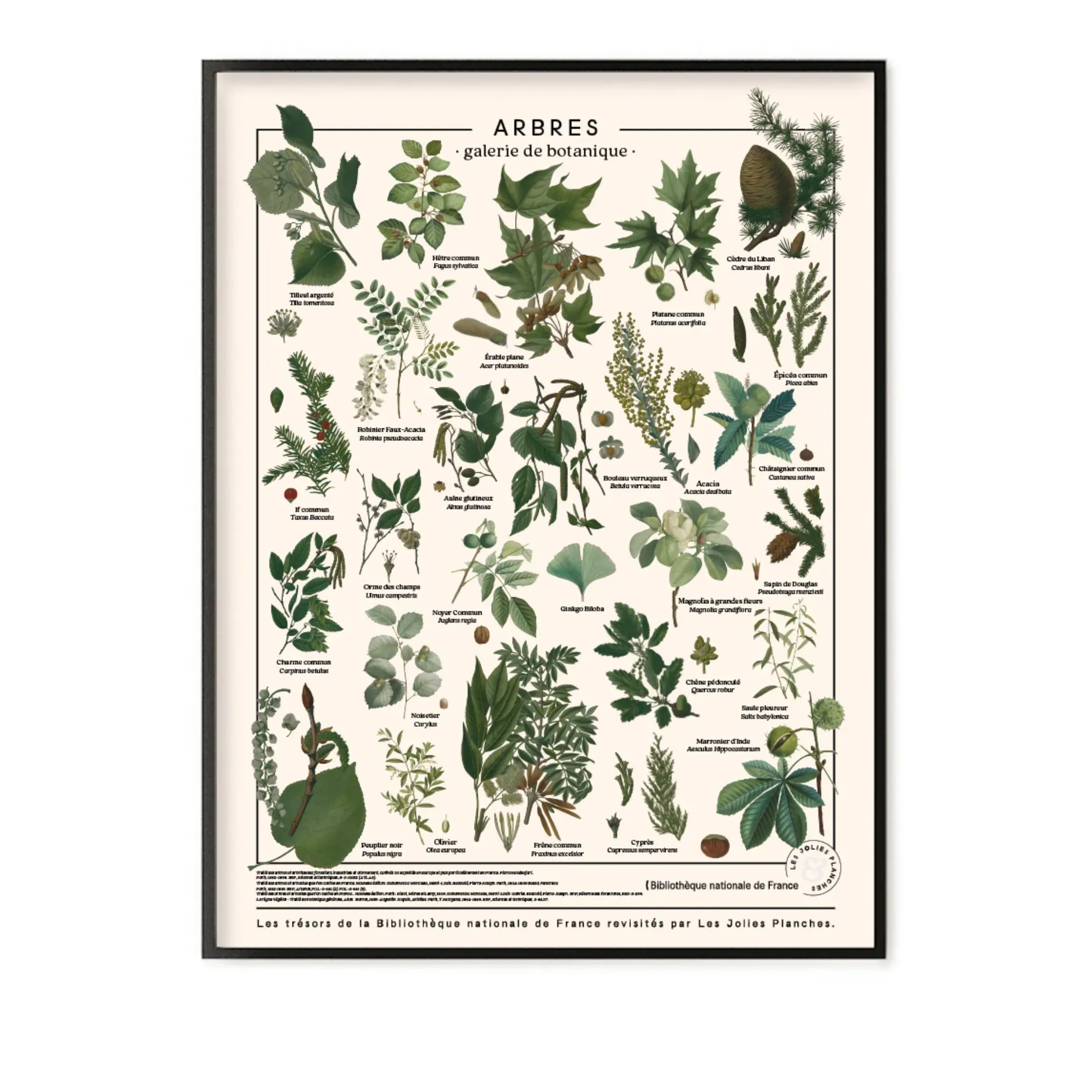Trees Identification Board - Multicoloured, Polycotton product