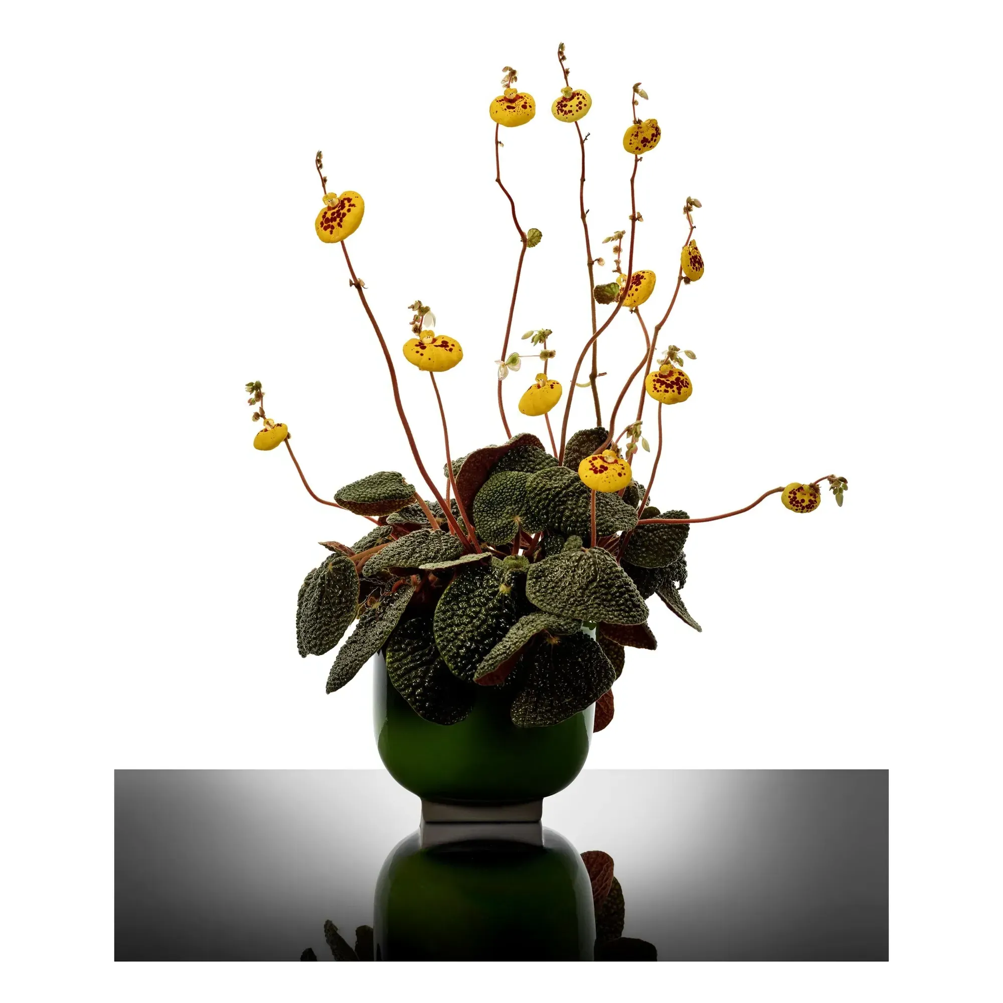 Rosamar by Kris Van Assche Cache-Pot - Green, Stoneware alternate view