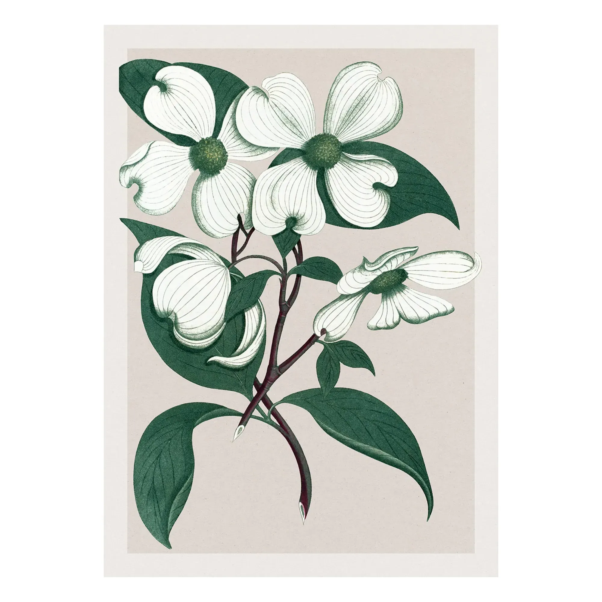 Cornus Florida Art Poster - Multicoloured, Matte Art Paper product