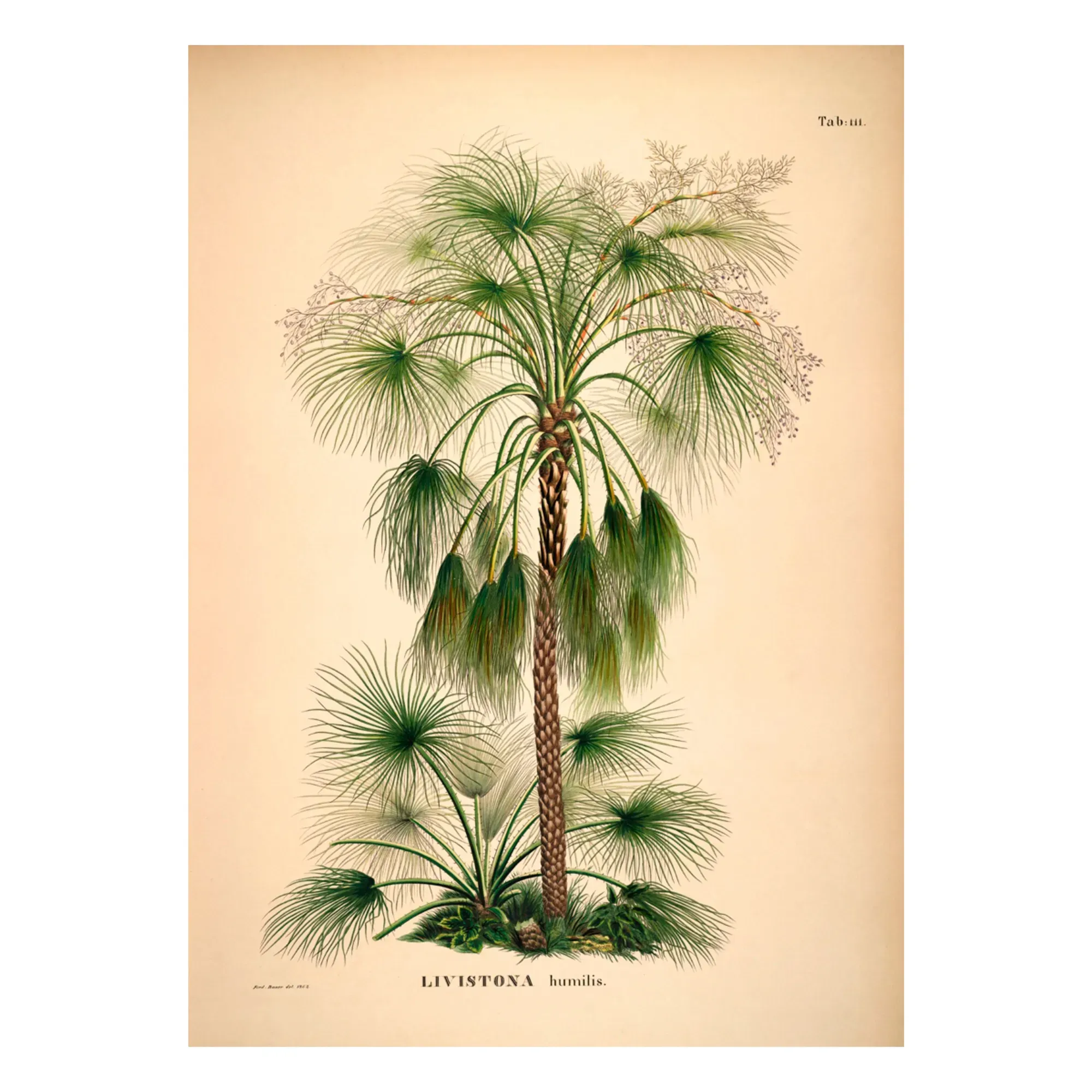 Livistona Humilis Art Poster - Multicoloured, Matte Art Paper product